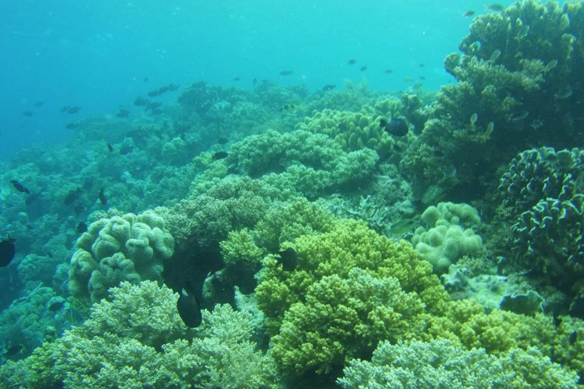 coral reef in tod