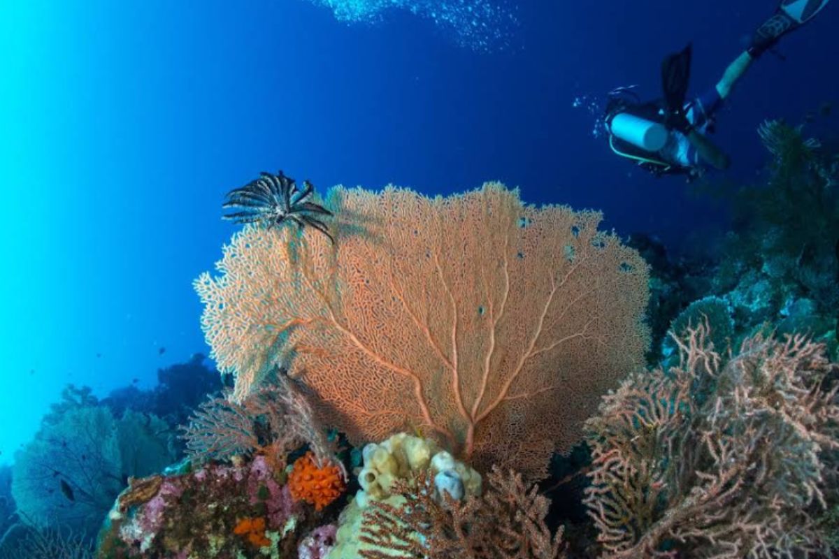 rich coral garden