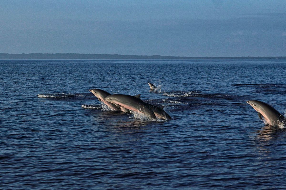 dolphins in wakatobi national park