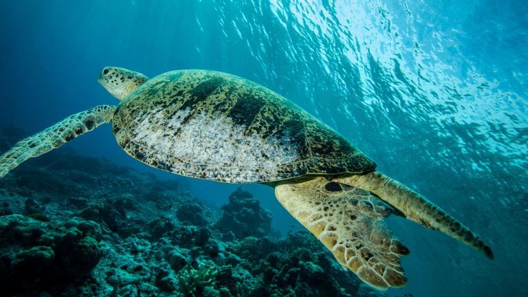 Derawan Island diving