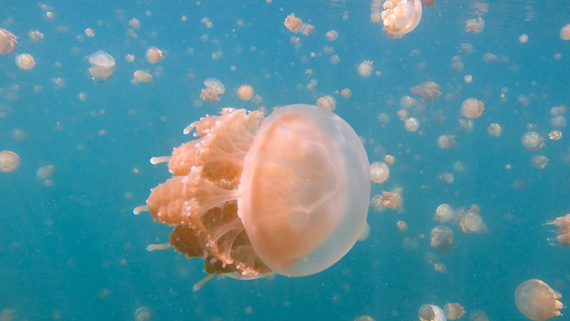 Kakaban Island diving
