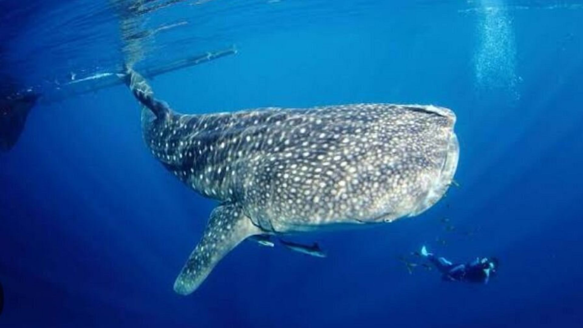 Maratua Atoll diving