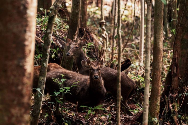 6-Rusa-di-hutan-kota-Nyaru-Menteng-Palangkaraya-Kalimantan-Tengah.-Foto-Johan-Prayoga-Jaya-untuk-Hutan-Hijau