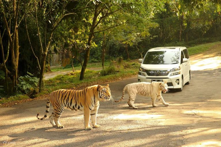 TamanSafariIndonesiaBogor