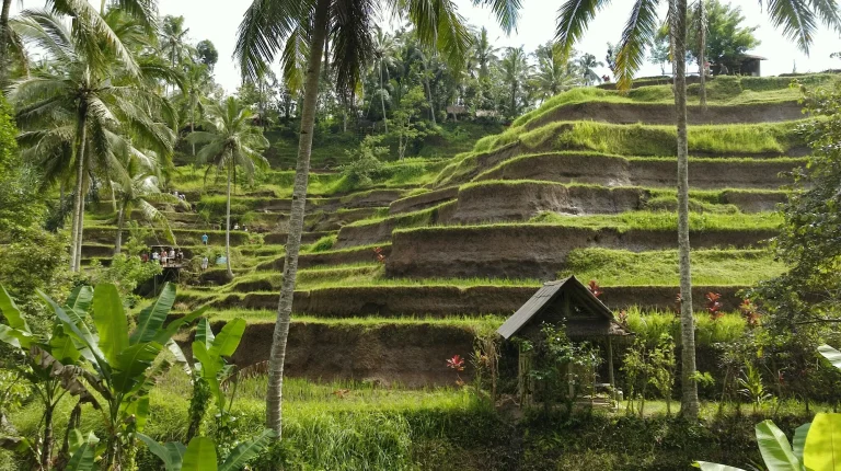 Tegallalang-Rice-Terrace-Ubud-view