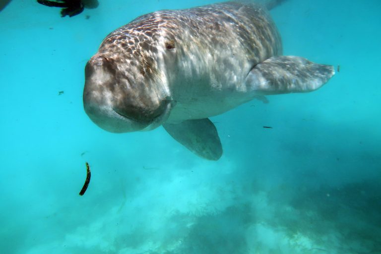 dugong3