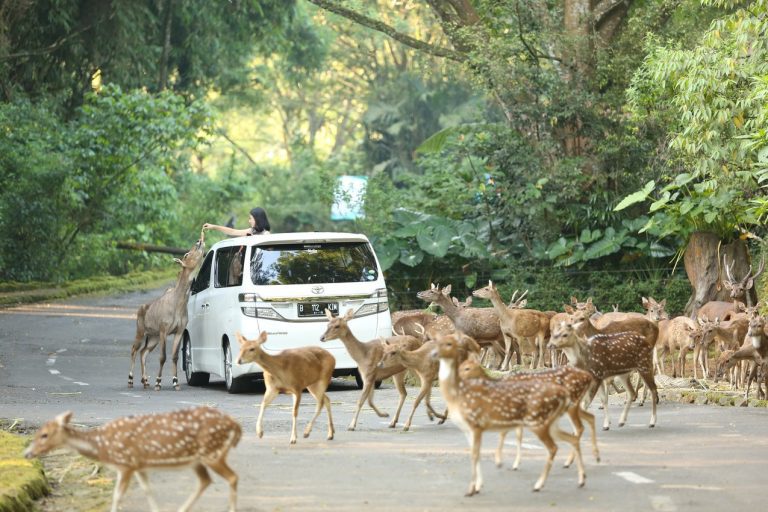 ilustrasi-pengunjung-taman-safari-indonesia-tsi-bogor-foto-s-cnht