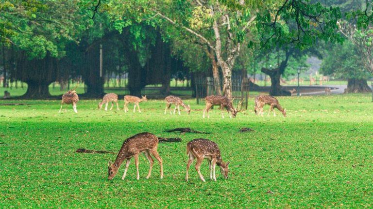 rusa-di-kebun-raya-bogor_169