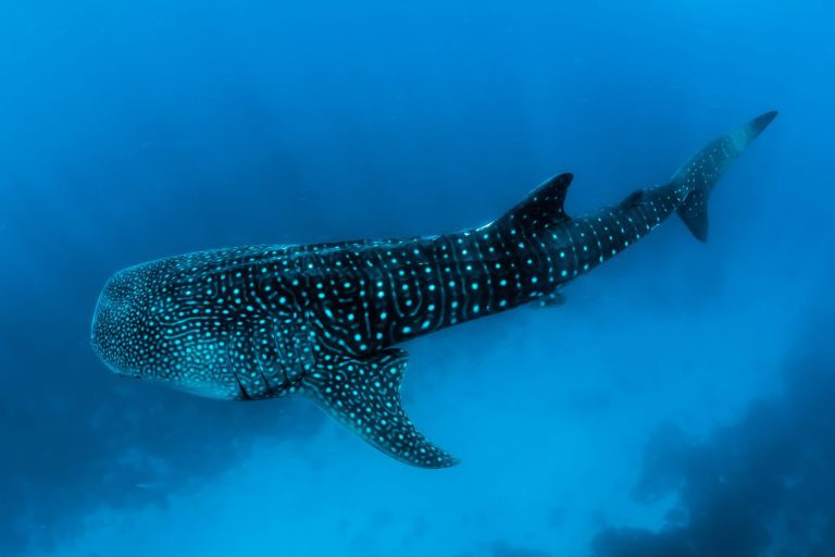 sebastian-pena-lambarri-Abj_zUko6Mg-unsplash-scaled