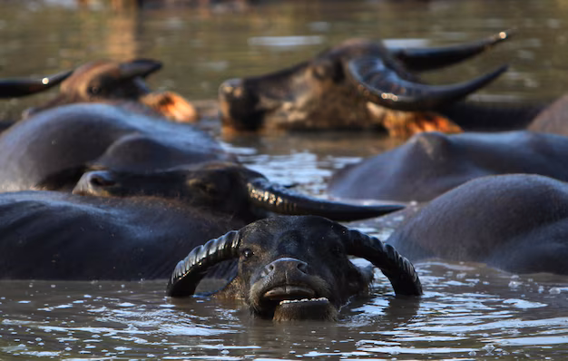 water-buffalos-swimming-lake_1048944-4908030
