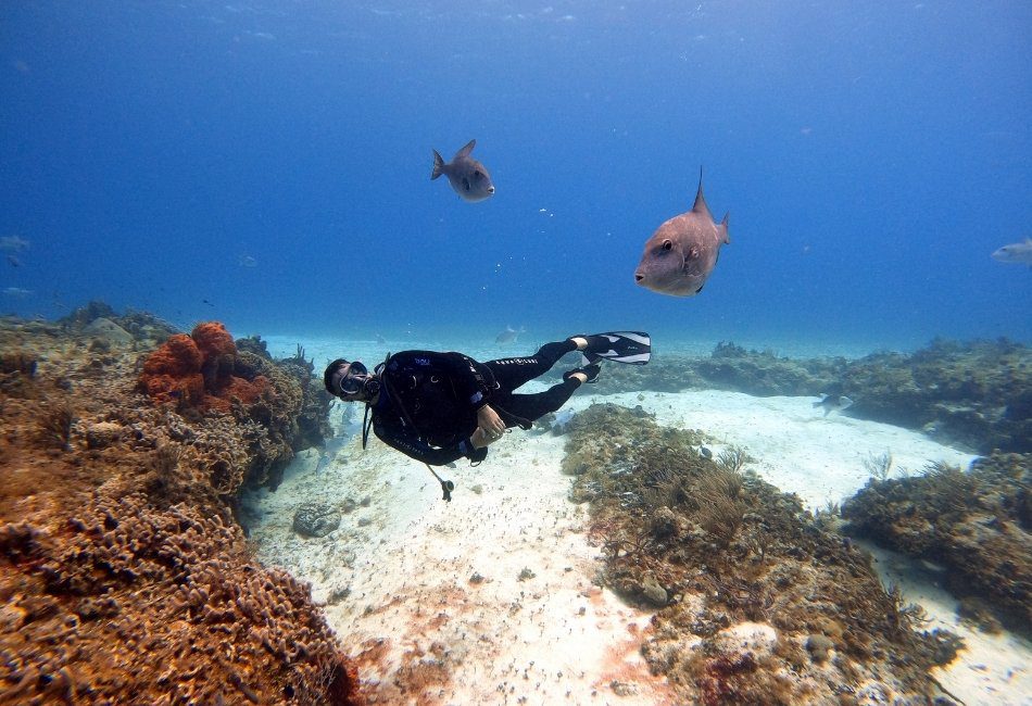 Snorkeling and Scuba Diving Spots in the Maluku Islands - Banda Islands