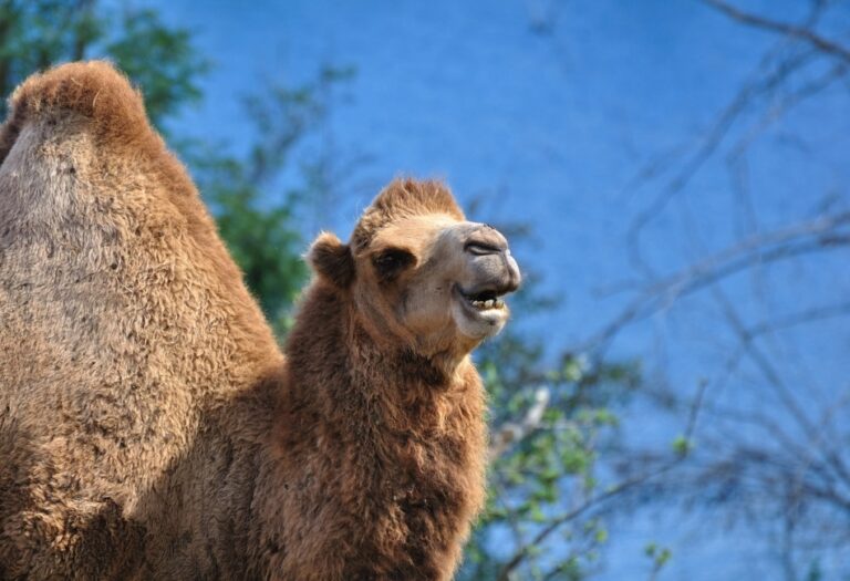 safairi park in bali