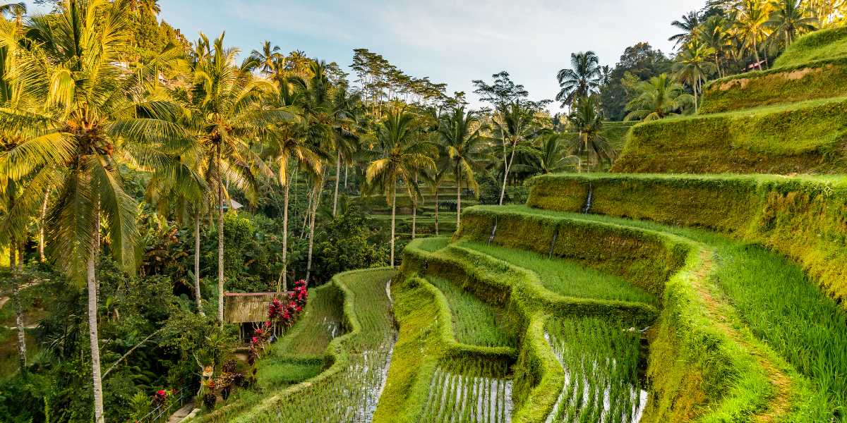 Tegalalang rice terraces in Bali