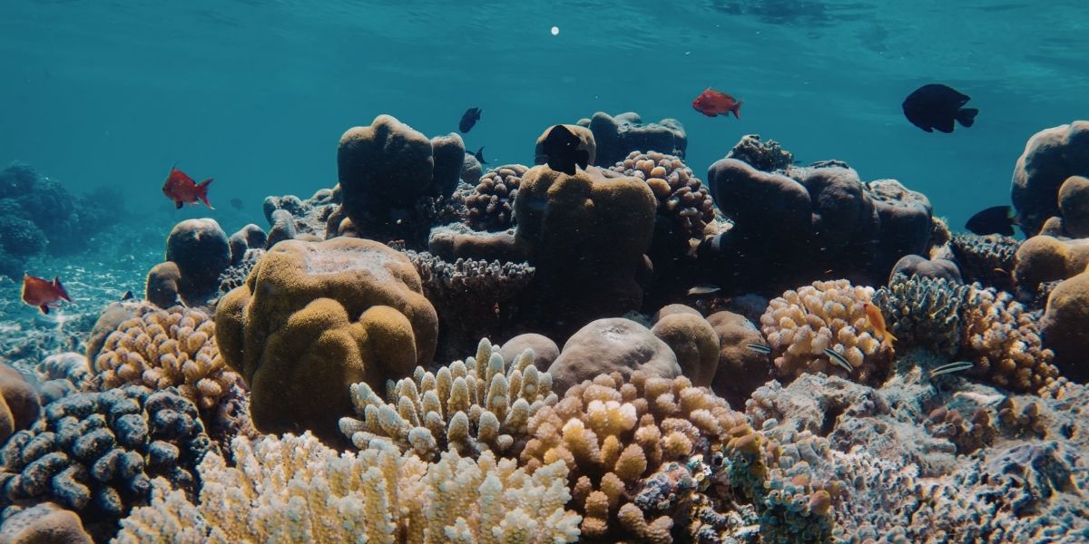 What marine life can you see while diving in Borneo