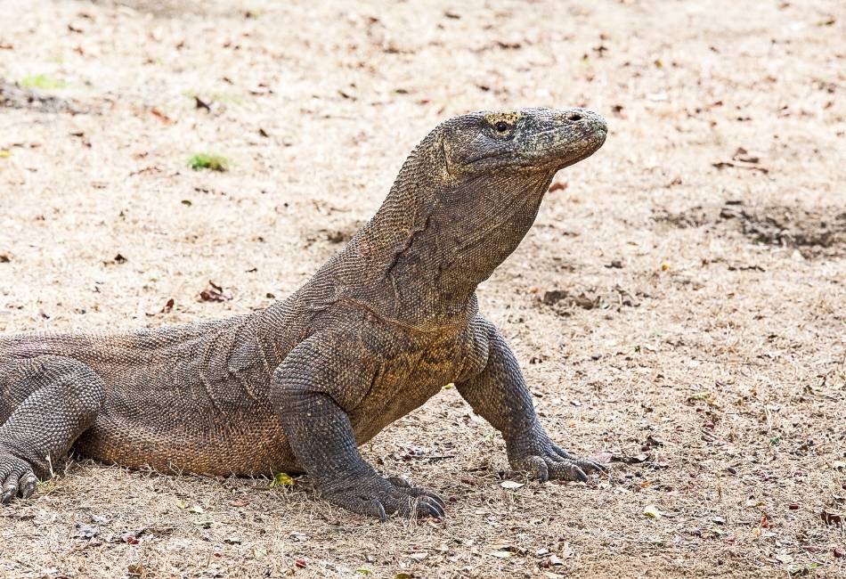 Loh Liang Ranger Station is one of the best places to see komodo dragon