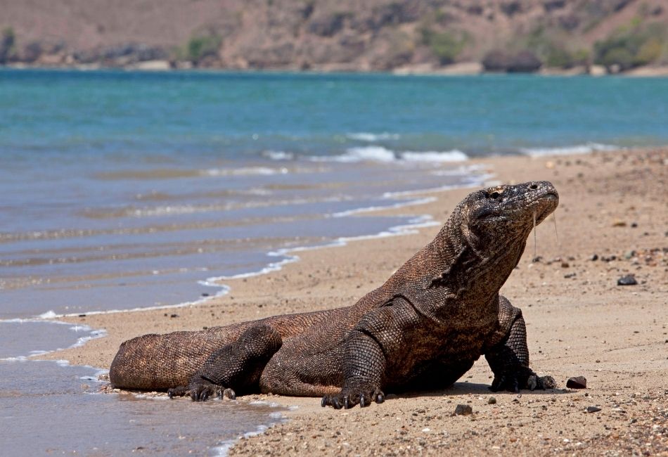 komodo dragon in Gili Motang