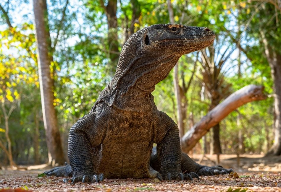 komodo dragon in Wae Wuul Nature Reserve