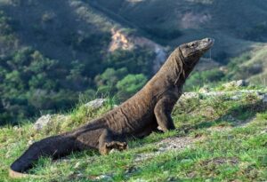 komodo dragon on rocky hillside in komodo national park