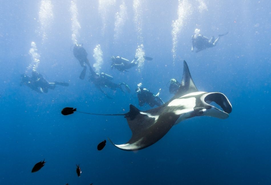swimming with Manta Rays at Manta Point and Manta Alley