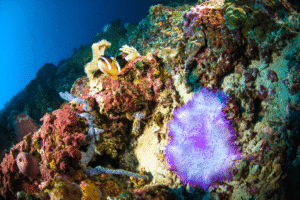 Diving in Bunaken (2)