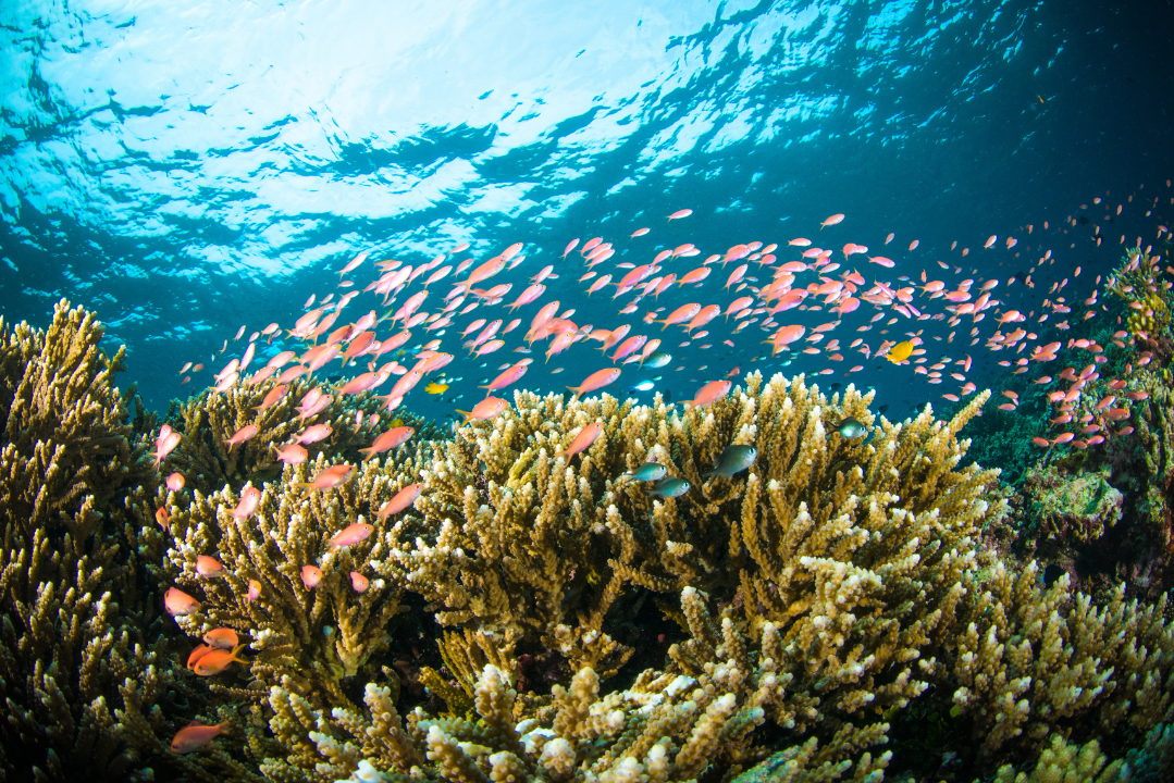 Diving in Bunaken