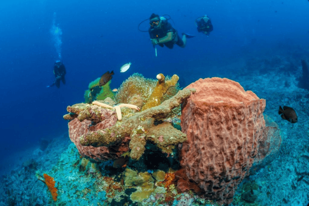 Ron’s Point diving
