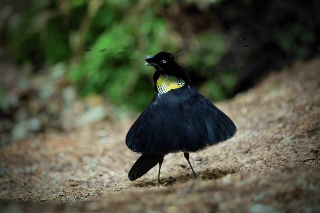 Arfak Mountains – Best for Specialist Birds of Paradise