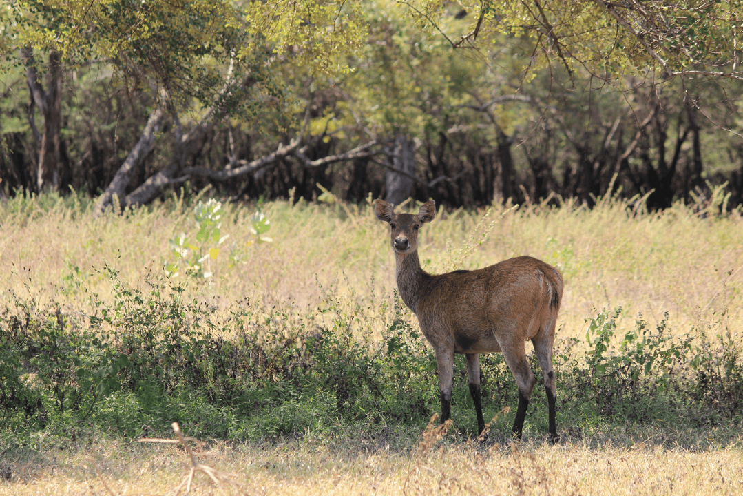 Baluran National Park Deer