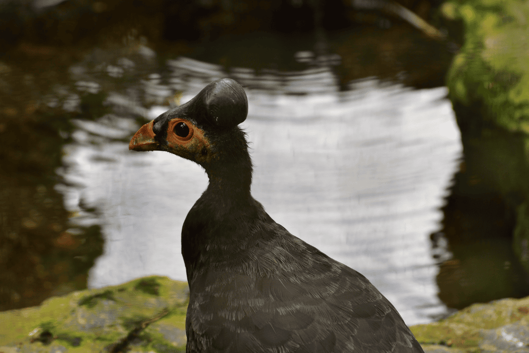 Bogani Nani Wartabone National Park – Best for Maleo and Specialist Sulawesi Wildlife