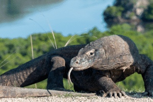 Komodo Hiking
