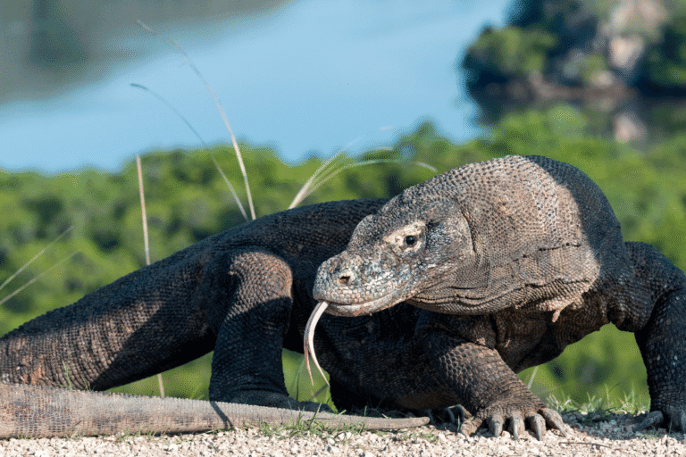 Komodo Hiking