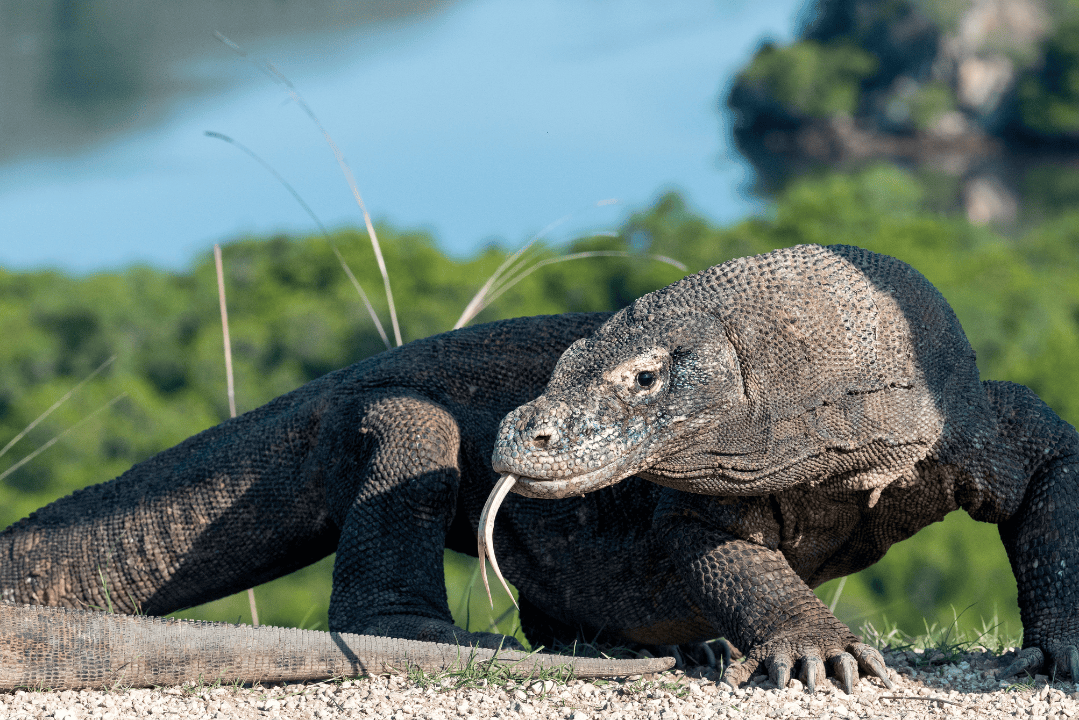 Komodo Hiking