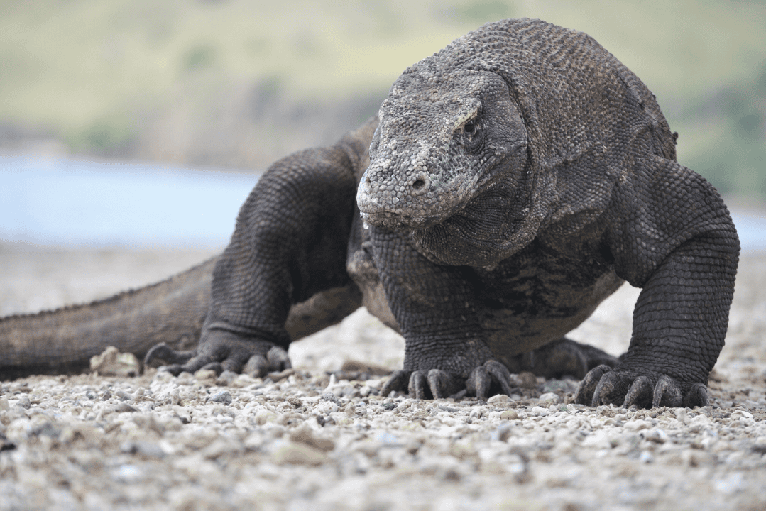 Komodo National Park