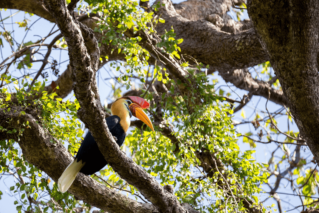 Lore Lindu National Park – Best for Sulawesi Endemic Birds