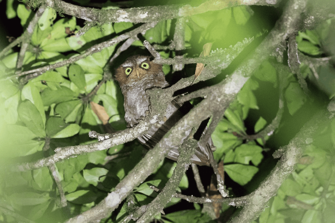 Mbeliling, Flores – Best for Flores Endemic Birds