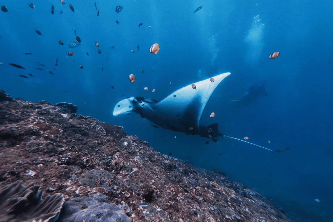 Nusa Penida – Best for Manta Rays Near Bali