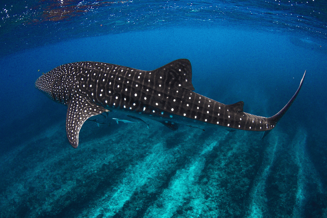 Saleh Bay, Sumbawa – Best for Whale Sharks