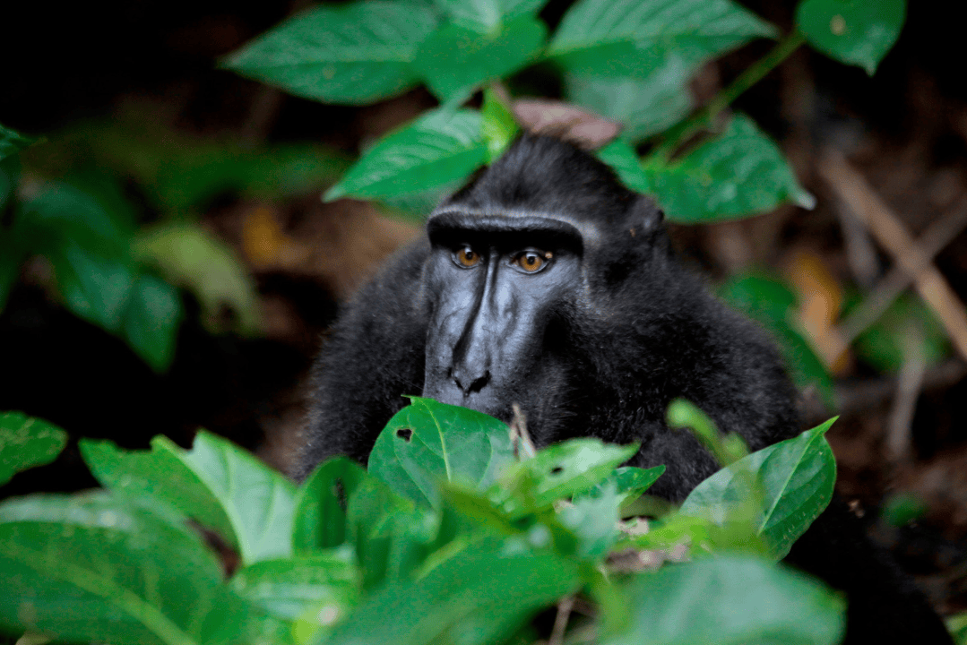 Tangkoko Nature Reserve – Best for Tarsiers and Crested Black Macaques