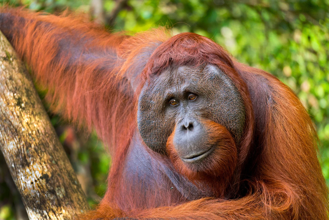 Tanjung Puting National Park