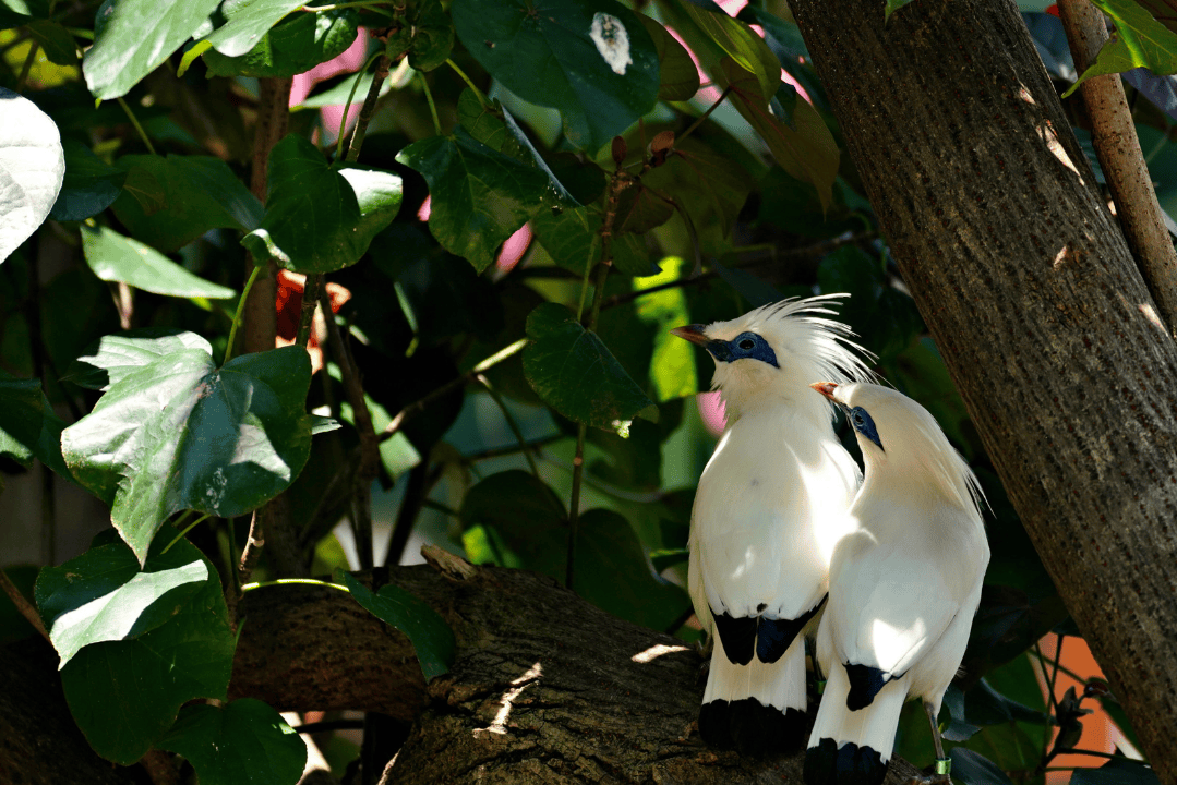 West Bali National Park – Best for Bali Starling